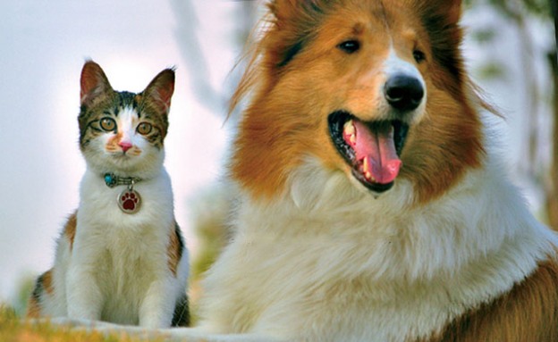 Cats and Collies fired from ministry
