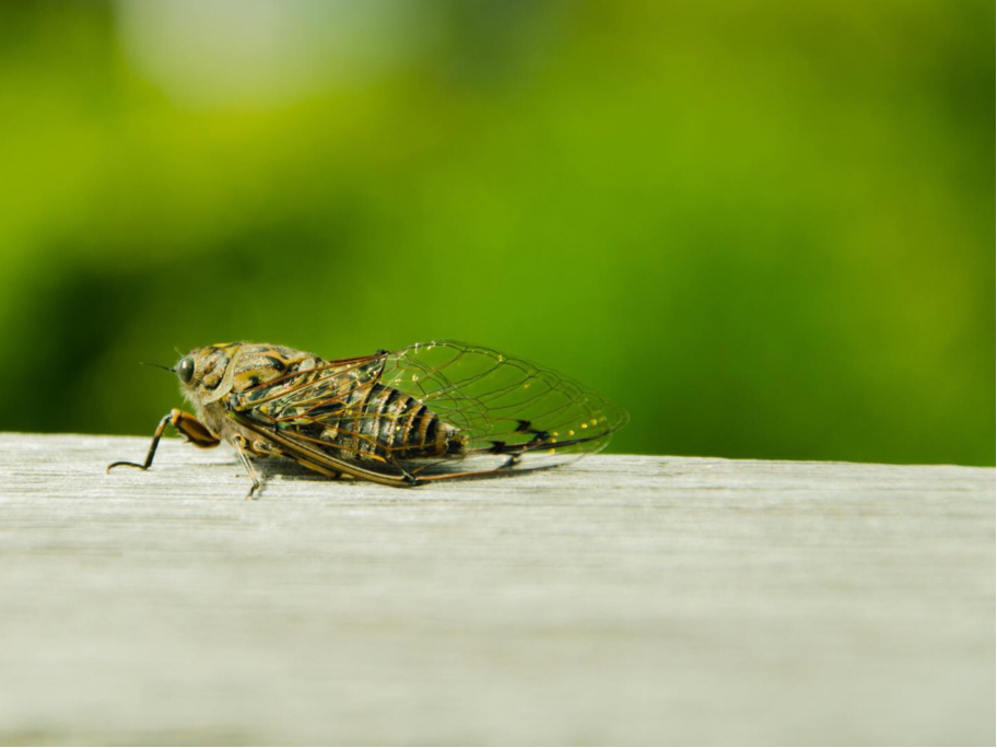 Hearing God’s Promises in the Song of the Cicadas
